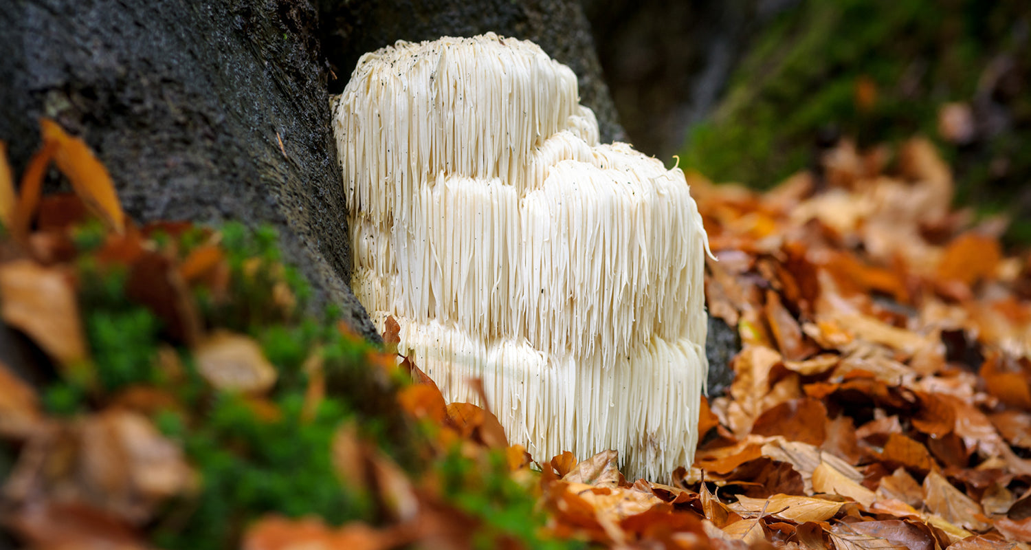 Does Lion's Mane Make You High? No, Here's Why