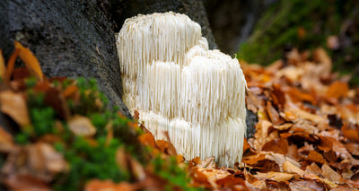 Does Lion's Mane Make You High? No, Here's Why