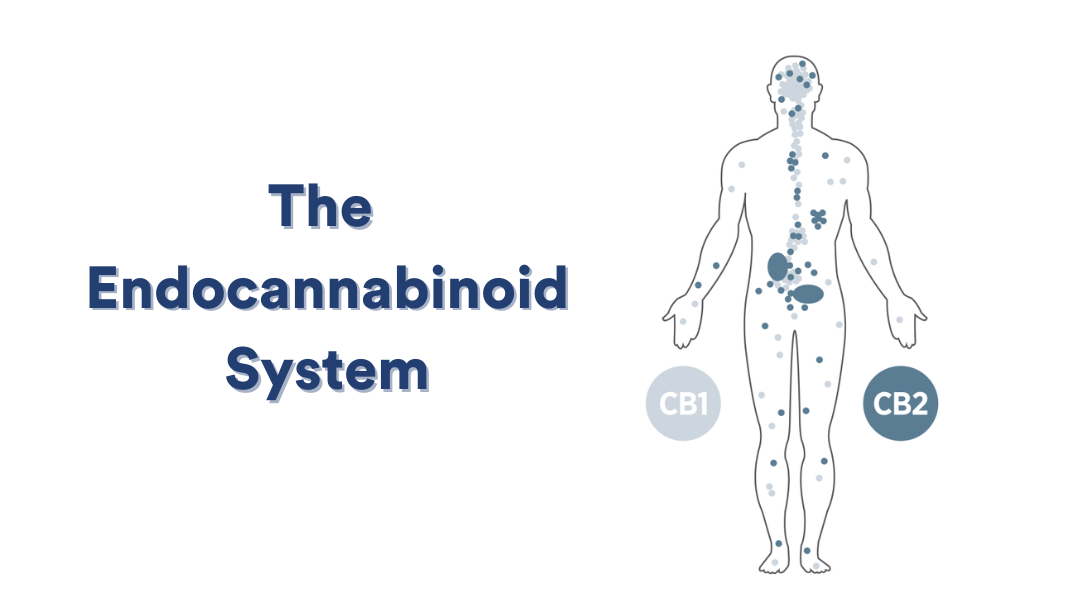 The Beginner's Guide to CBD, Part 2: The Endocannabinoid System