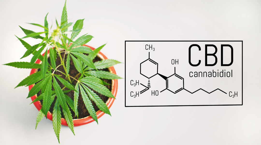 The Beginner's Guide to CBD, Part 1: What is CBD?