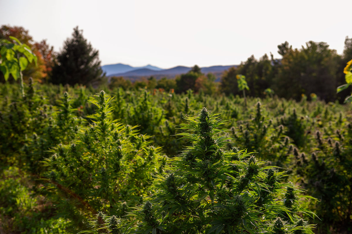 hemp farm